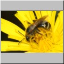 Lasioglossum leucozonium - Furchenbiene w05b 10mm - Teverener Heide det.jpg